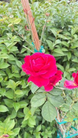 š¹ Lady in Red⢠Climbing Rose ā 15 Gallon ā Nearly 6 Feet Tall