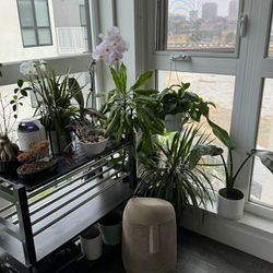 Plants/Pots/Vase