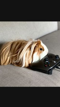 XBOX 360 and Controllers/Games!!!