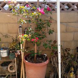 Pink Flower Tree