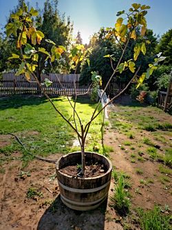 Fig Tree in authentic wooden barrel