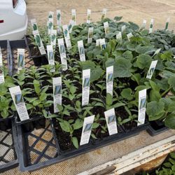 $7.00 each six pack Matas de chiles y vegetales diferentes variedades 🌶🍅🥒🪴🫑🧅/ Chili’s & veggie