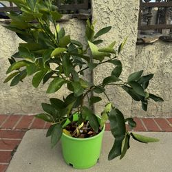 The Bearss Lime tree (Citrus × latifolia), commonly known as Persian Lime, Tahiti Lime, or Seedless Lime, is a popular hybrid citrus variety prized fo