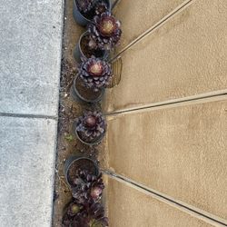 Succulent Plants 🪴 