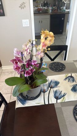 Three piece orchid plant