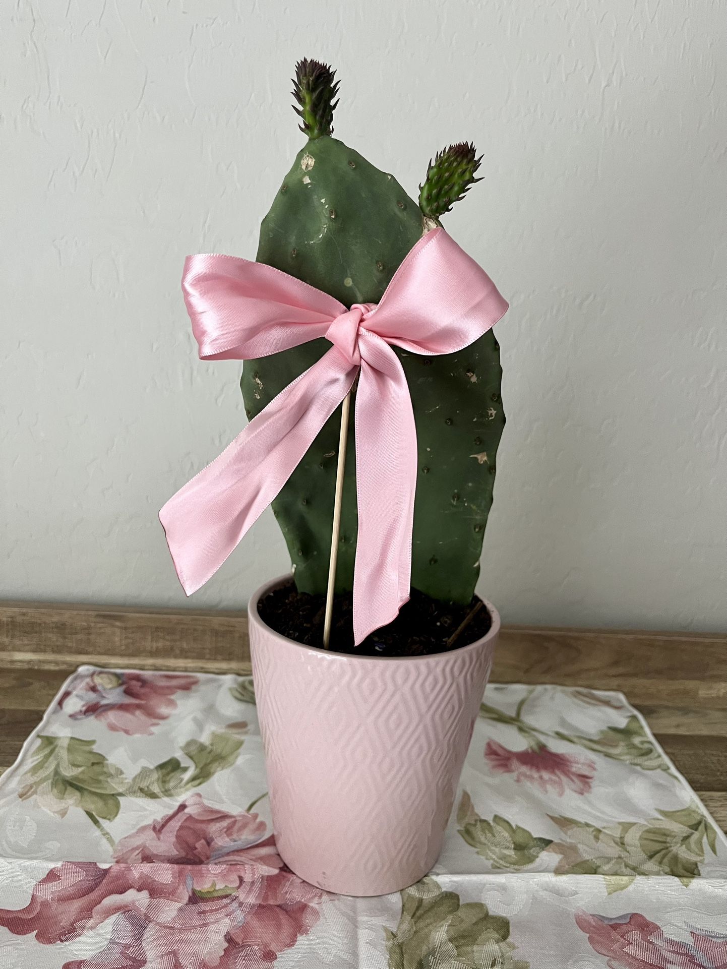 Indian Fig Cactus/Opuntia Prickly Pear Succulent