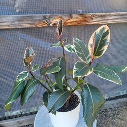 Rubber Plant 8" Pot 
