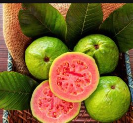 Grafted Guava Tree 7 Gl FRUITING NOW!