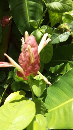 Planta de Cameron Shrimp plant