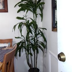 Natural indoor plant