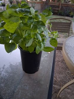 Albahacar (basil) $7