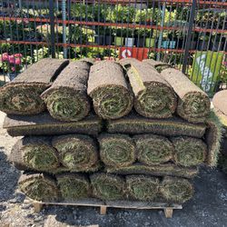 Kentucky Blue Grass / Fresh Sod