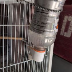Ring Neck No Cages No Nests 