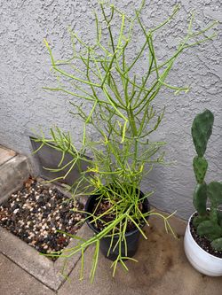 Firestick euphorbia