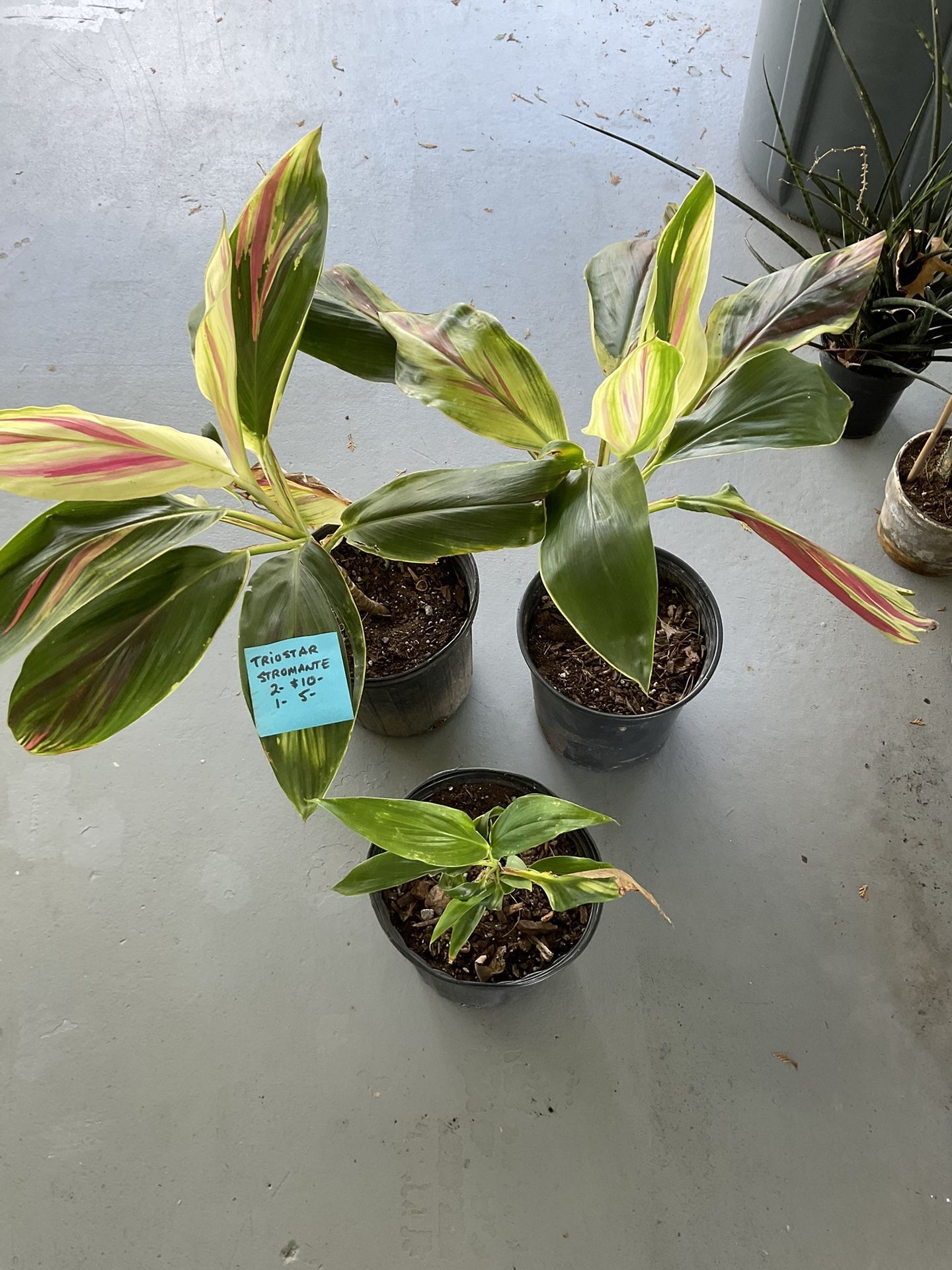 PLANT SALE- Indoor