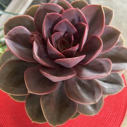 Echeveria “Perle” Succulent Plant
