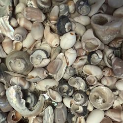 Large Mixed Seashell Collection — Craft/Decor Lot