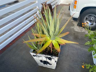 Large mature aloe Vera plant in a Pot