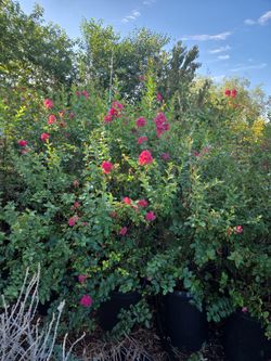 Crape Myrtle 15 Gallon