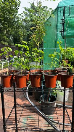 Moringa plants ( drumstick ) 4” pots, plant size is 10” to 12” long