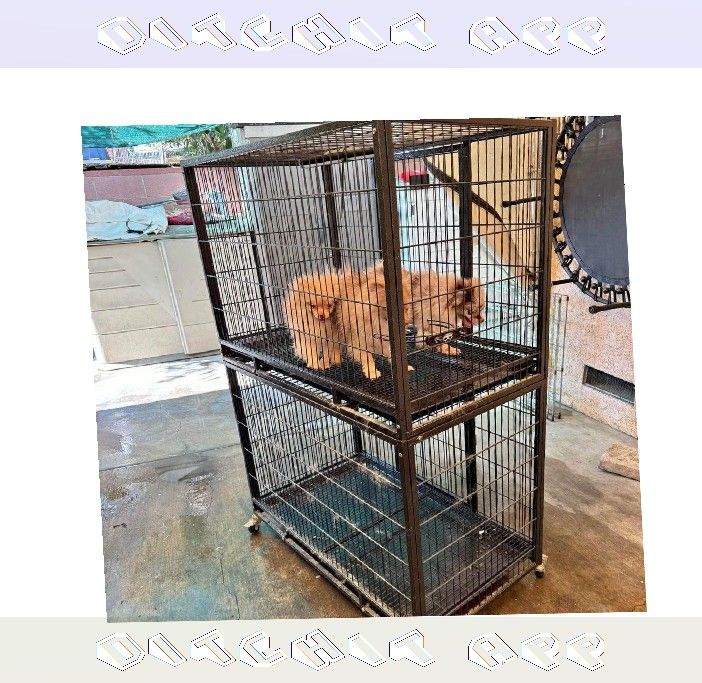 your Congress Pet Cages in Multiple Forms to Match All Pet Types