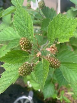 Thornless Blackberry plants