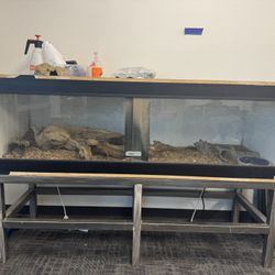 Reptile tank