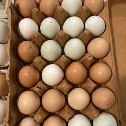 Eggs 7dz