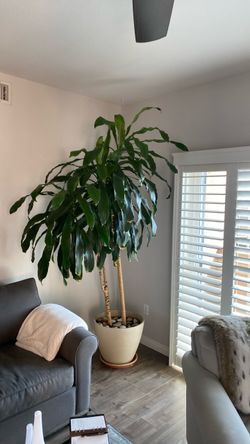Large 30 year-old house plant
