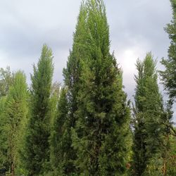 Beautiful Tall Italian Cypress 25gl $250🏡🏡