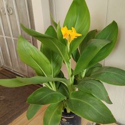 CANNA LILY EXTERIOR PLANT / $12 / NELLIS BLVD AND CHEYENNE AVE 