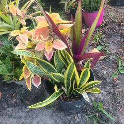 My Garden 