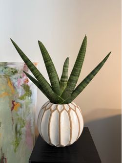 Plant