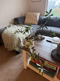 Mission Olive Tree in Ceramic Pot