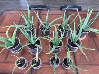 Individual Aloe Vera Plants