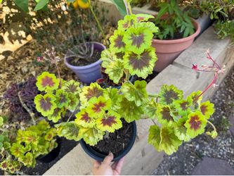 Indian Dunes Geranium (Pelargonium 'Indian Dunes') 1 gallon Pot