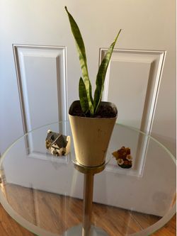 Plant