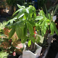 Plants For Sale 