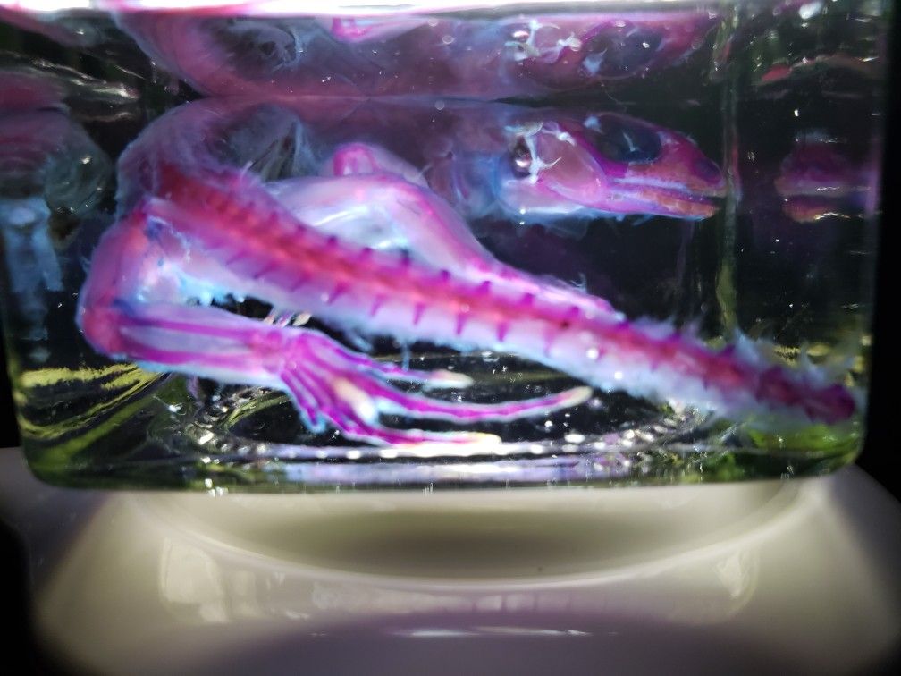 Diaphonized Specimen, Curio, Specimen Preservation