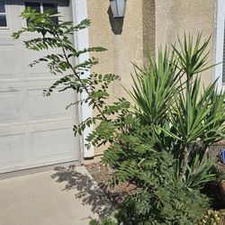 Medium Size.  Pick Up  Only 