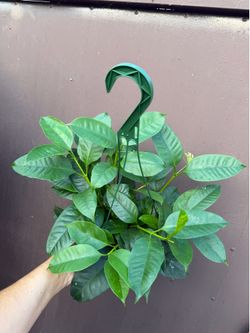 6” blooming Hoya Multiflora