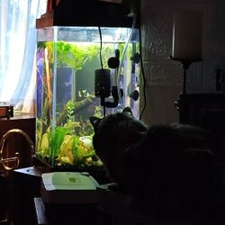 20 Gallon Hexagon Fish Tank