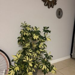 Large Plant Shufflers