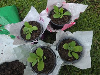 Kalanchoe free