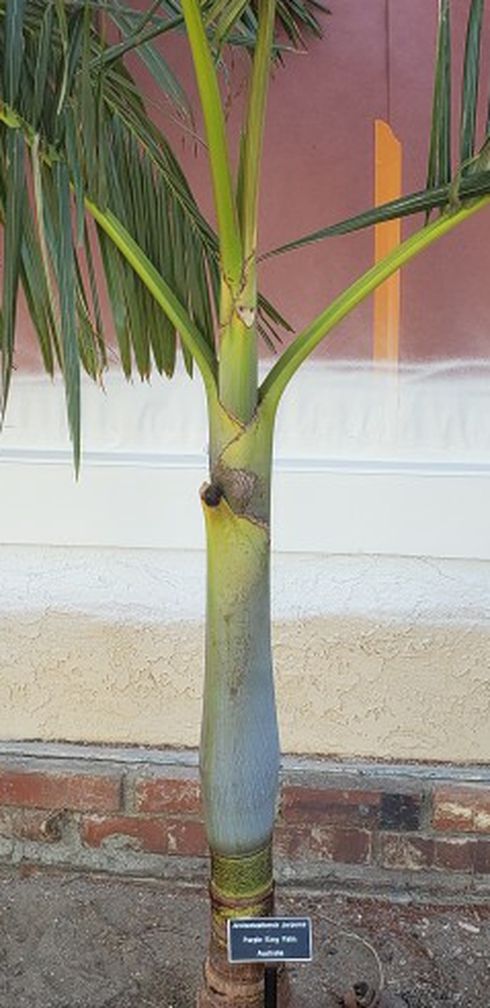 Purple King Palm, $50 U Dig