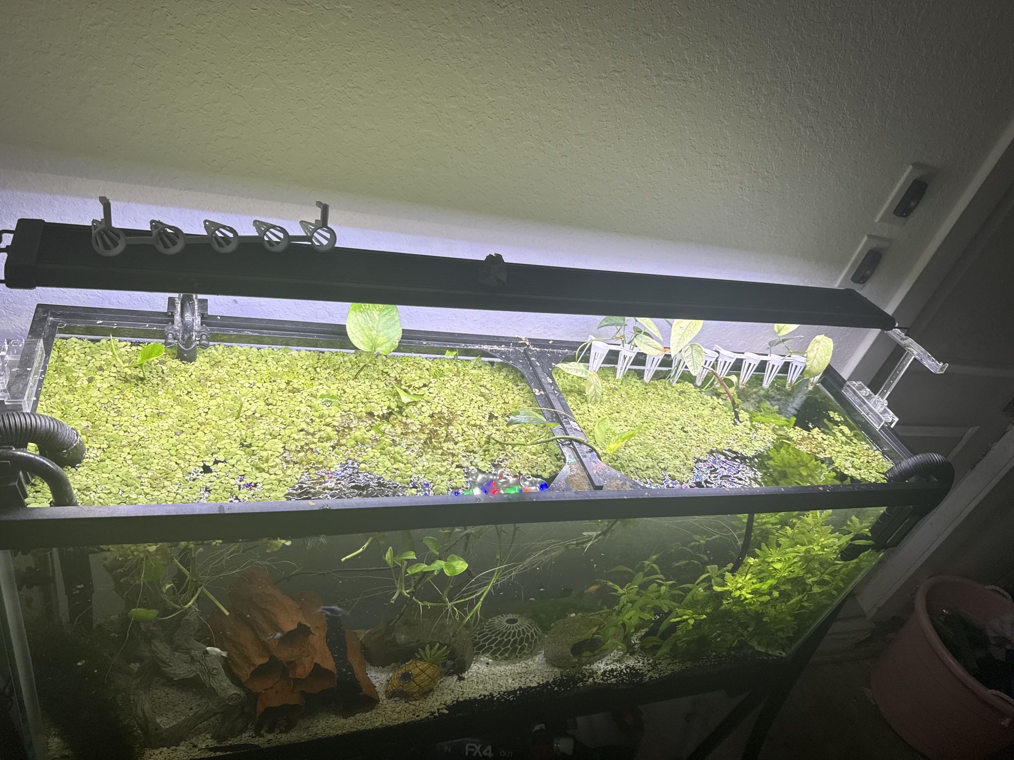 Duckweed Floating Plants