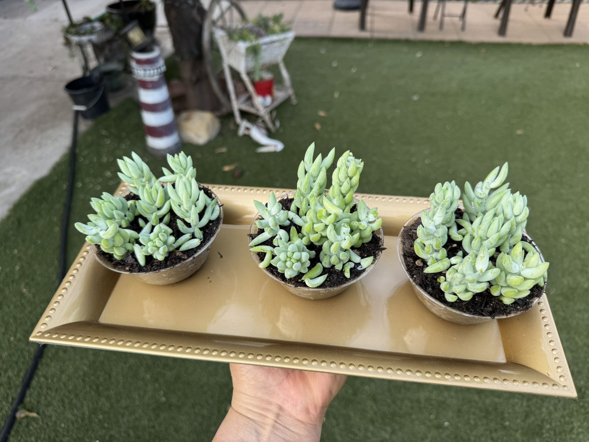Little Fox Tail Succulents, Each Pot $2.50