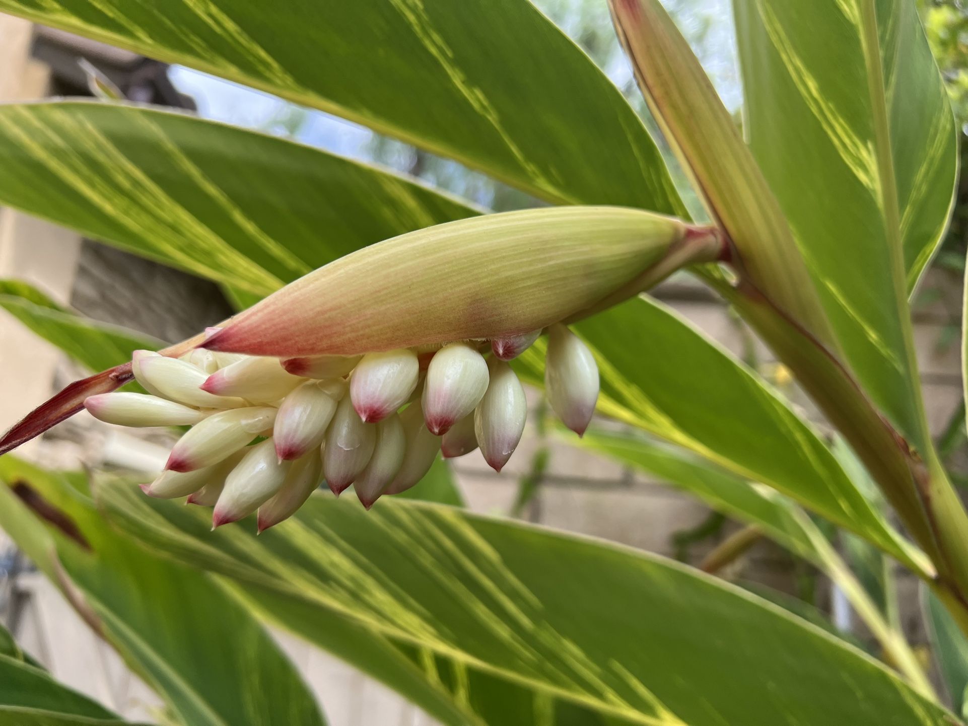 Variegated shell ginger