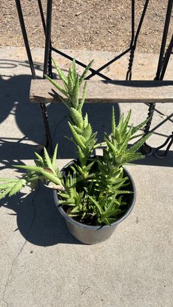 Plant