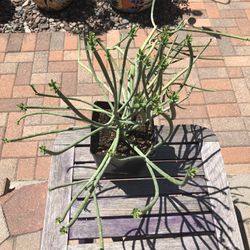 Euphorbia Mauritanica  "PENCIL MILK BUSH”  Succulent Plant 